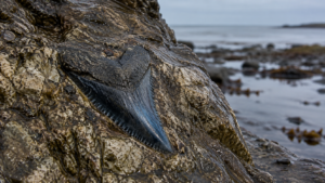 Dent de requin fossilisée, sombre et dentelée, coincée dans la cavité d’un rocher humide sur une plage à marée basse