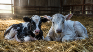 Deux veaux nouveau-nés couchés côte à côte dans la paille d'une stabulation, l'un noir et blanc de type Holstein, l'autre plus massif au poil blanc bleuté, sans personne dans le champ.
