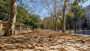 Tapis de feuilles mortes sur un trottoir ensoleillé en plein été, sous des platanes à moitié dénudés