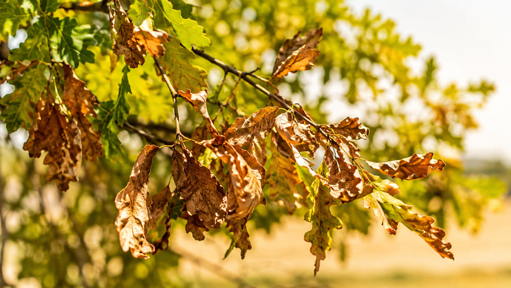 Feuilles de chêne brunies et desséchées encore accrochées à leur branche sous un soleil d’été intense