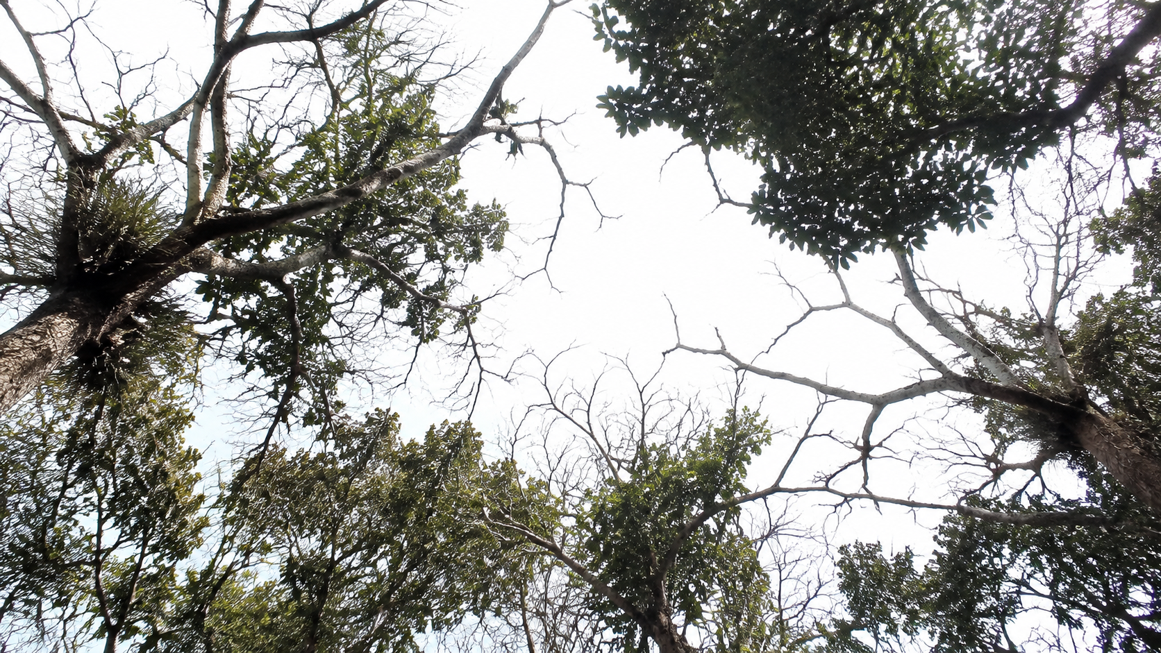 Canopée forestière clairsemée vue du sol, branches nues laissant passer une lumière crue