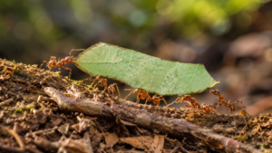 Des fourmis ouvrières transportent ensemble un fragment de feuille sur le sol d’une forêt