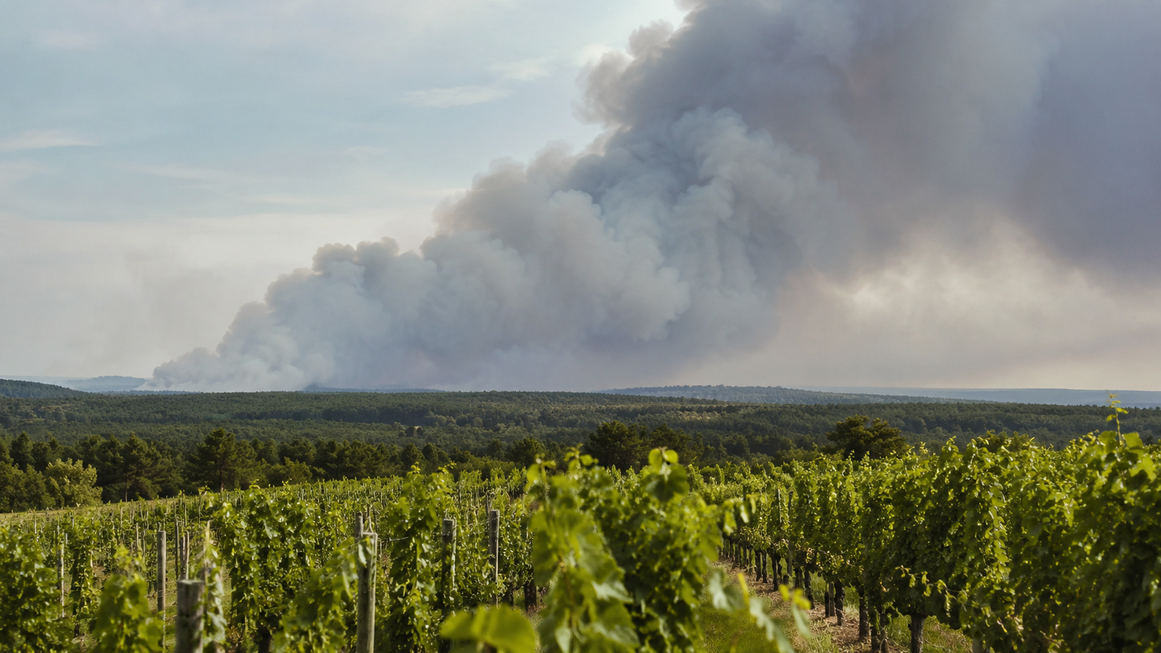Panache de fumée gris s’élevant au-dessus d’une forêt de pins des Landes, vu depuis une plaine viticole