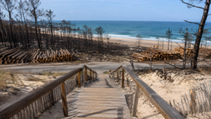 Escalier de bois franchissant une dune vers une plage océane, avec derrière la dune des pins brûlés et des troncs coupés empilés le long d’une route