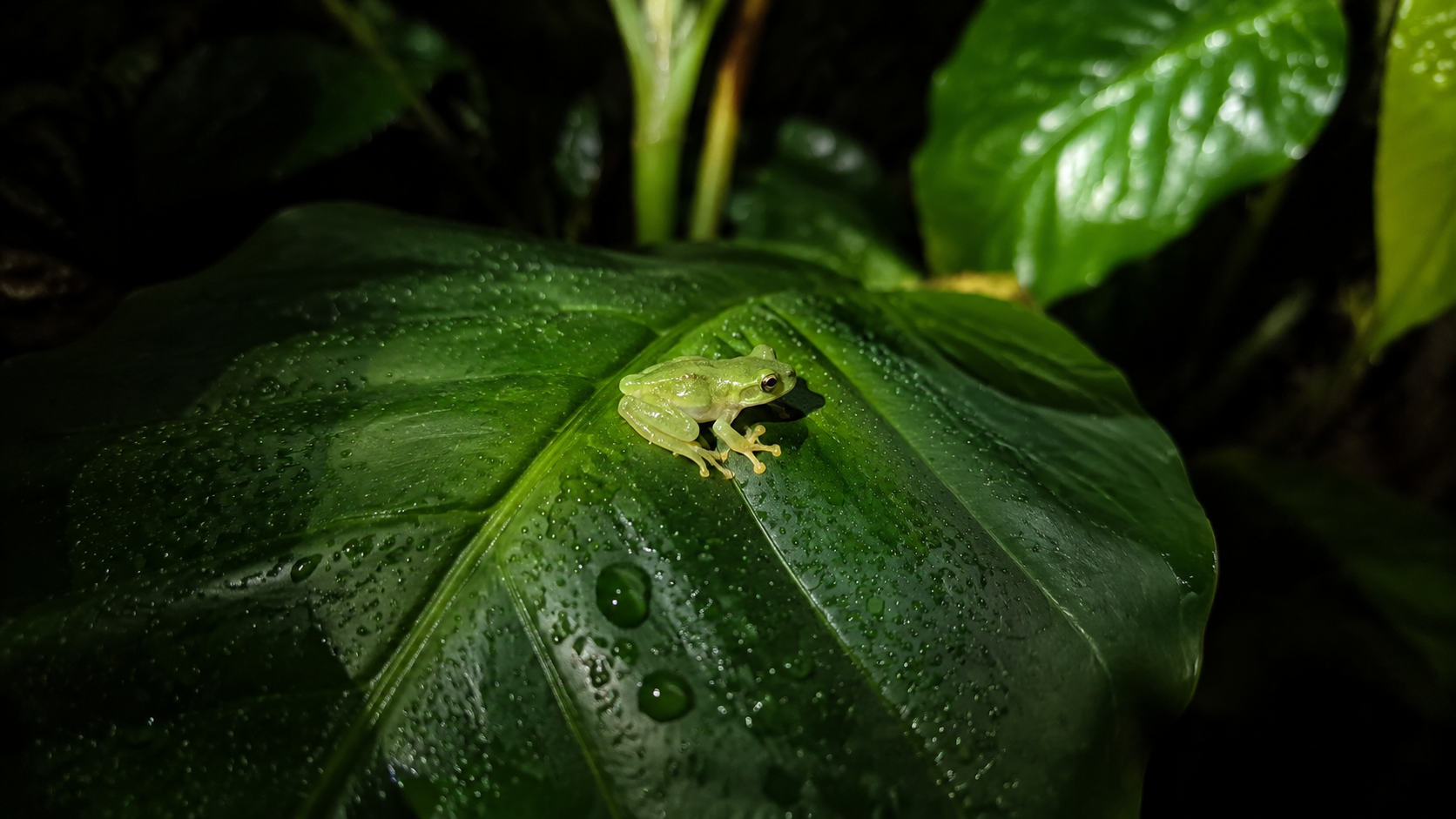 Petite grenouille verte posée de nuit sur une feuille humide
