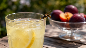 Une guêpe posée sur le bord d’un verre de limonade sur une table de jardin en bois, coupe de prunes mûres à l’arrière-plan