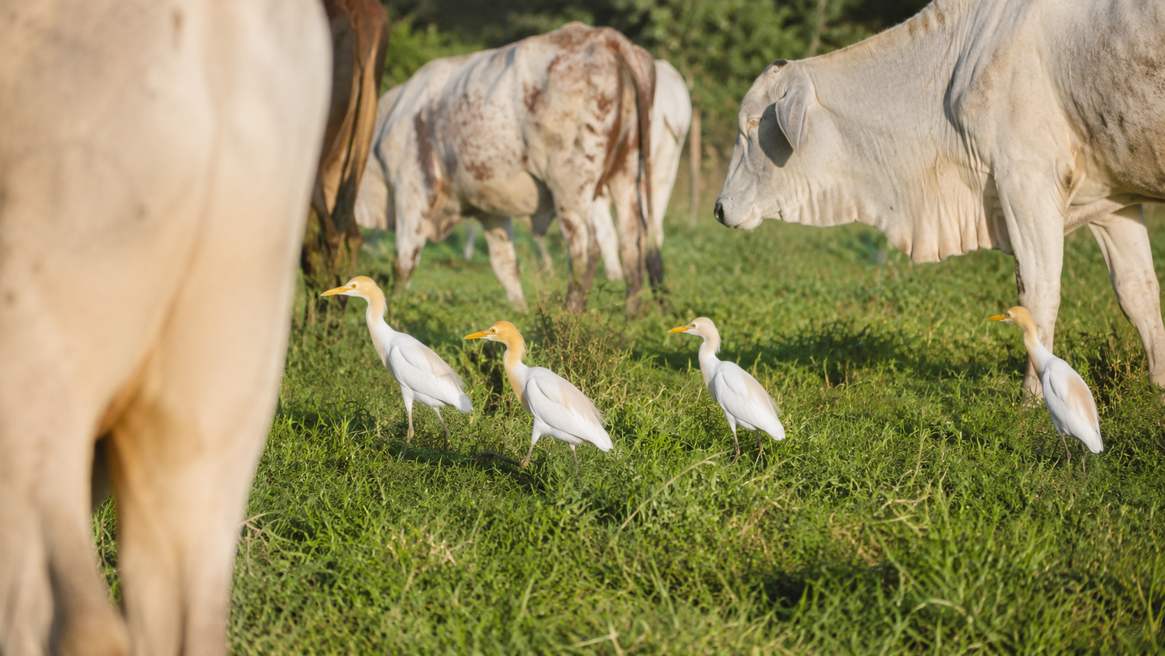 Plusieurs hérons garde-bœufs blancs dans une prairie de pâture, au milieu de vaches