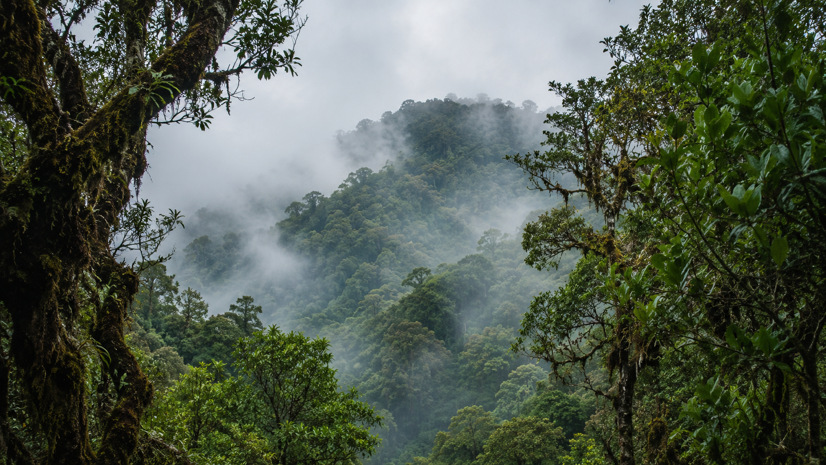 Crête forestière noyée de brume, arbres couverts de mousses, dans un massif tropical d’altitude.
