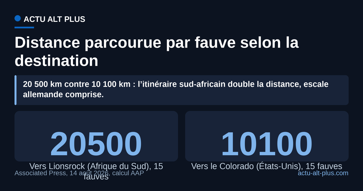 Un fauve envoyé en Afrique du Sud voyage deux fois plus loin qu’un fauve envoyé dans le Colorado. Limite : distances à vol d’oiseau entre escales citées par l’AP, Francfort retenu pour l’escale européenne, hors attente au sol.