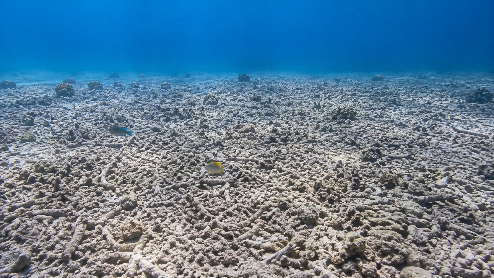 Étendue plate de fragments de corail brisés et blanchis sur le fond, avec deux petits poissons de récif