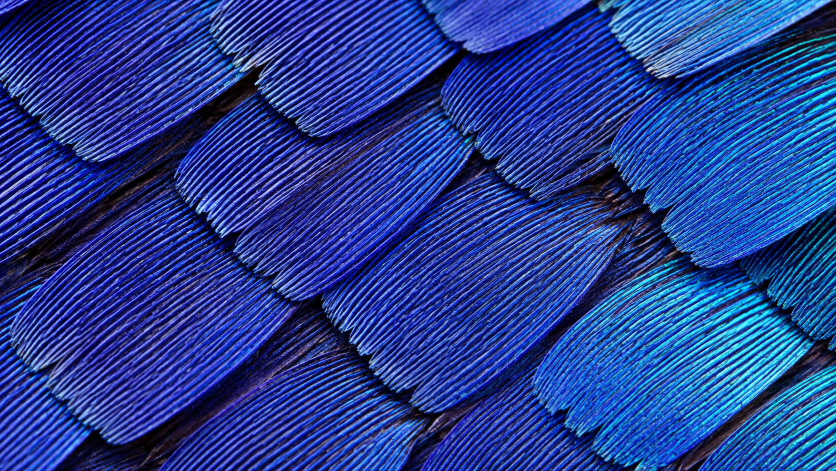 Gros plan extrême d’écailles d’aile de papillon se chevauchant comme des tuiles, striées de crêtes parallèles.