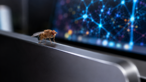 Une drosophile posée sur le rebord d’un écran d’ordinateur qui affiche un réseau de points lumineux reliés entre eux.