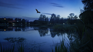 Crépuscule bleu au-dessus d’un plan d’eau de parc urbain, silhouette floue d’une chauve-souris en vol