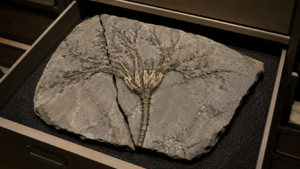 Dalle calcaire fendue posée dans un tiroir de collection de musée, laissant voir l’empreinte ramifiée d’un crinoïde fossile dont les fins filaments brillent d’un éclat doré.