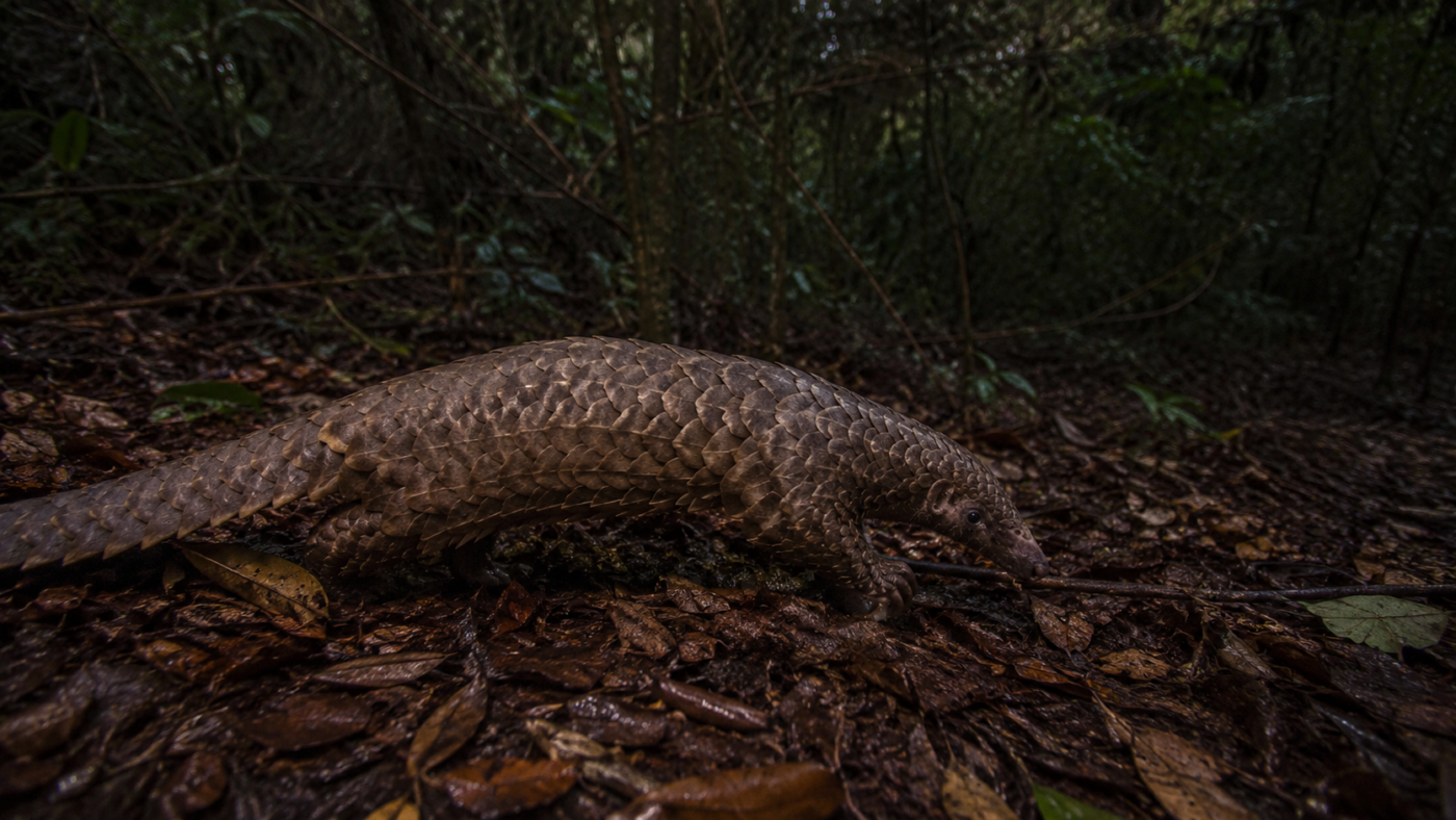 Un pangolin aux écailles brunes marche sur un tapis de feuilles humides dans une forêt de piémont himalayen, au crépuscule.