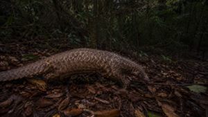 Un pangolin aux écailles brunes marche sur un tapis de feuilles humides dans une forêt de piémont himalayen, au crépuscule.