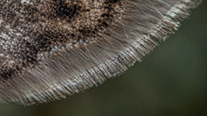 Gros plan macro sur le bord d'une aile de sphinx du tabac, montrant les poils sensoriels fins et les poils poreux plus courts alignés le long de la marge.
