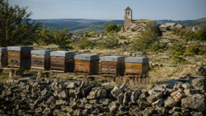 Rangée de ruches en bois sur un plateau granitique de Lozère, muret de pierre sèche au premier plan et clocher de village roman à l’horizon