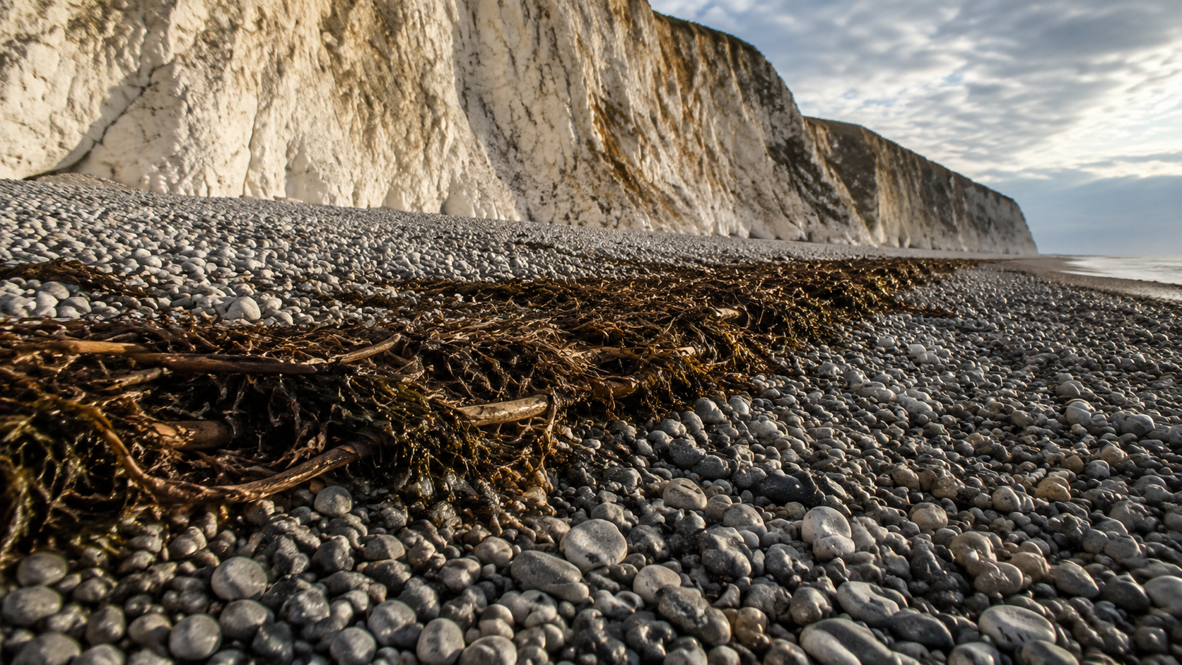 Une plage de galets au pied de falaises de craie, avec une ligne d’algues et de bois flotté déposée par la marée.