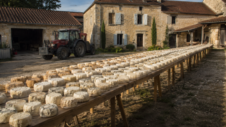 Longue table de tréteaux couverte de petits fromages de chèvre alignés, dans la cour d’une ferme en pierre calcaire du Périgord, tracteur et bâtiments agricoles à l’arrière-plan