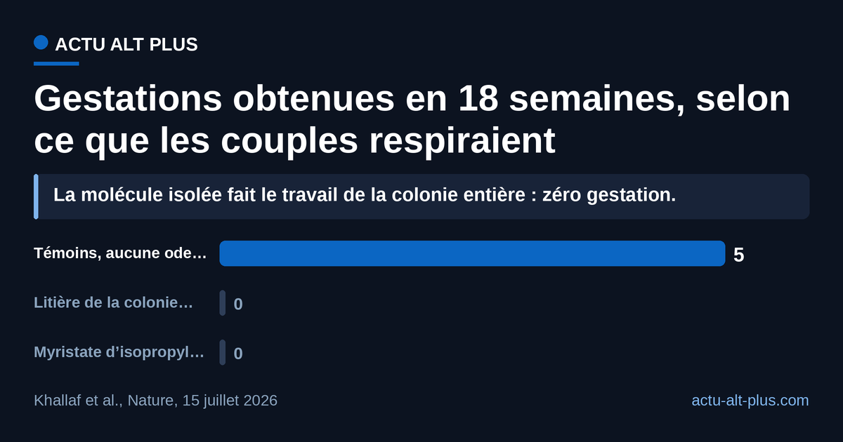 Privés de toute odeur de colonie, 5 couples sur 6 ont eu des petits ; avec la seule molécule de la reine vaporisée chaque jour, aucun des 7 couples n’a conçu. Effectifs de laboratoire très petits (6 à 7 couples par groupe), sur une population captive.