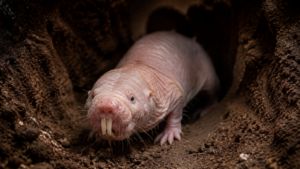 Gros plan d’un rat-taupe nu à la peau rose plissée dans un tunnel de terre sombre, incisives bien visibles.