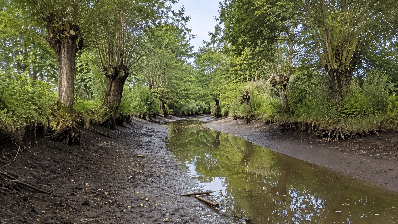 Canal de marais aux berges vaseuses découvertes, niveau d'eau très bas sous des frênes têtards.