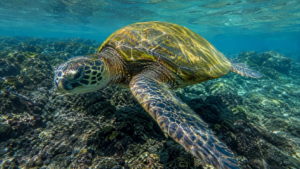 Tortue verte au dos jaune-olive nageant au ras d'un fond de roche volcanique noire, en eau claire peu profonde des Galápagos.