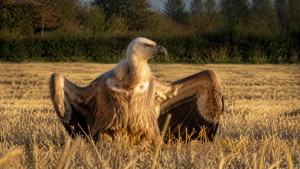 Vautour fauve posé seul au milieu d'un champ de chaume, ailes entrouvertes, haie et ligne d'arbres en arrière-plan sous une lumière rasante.