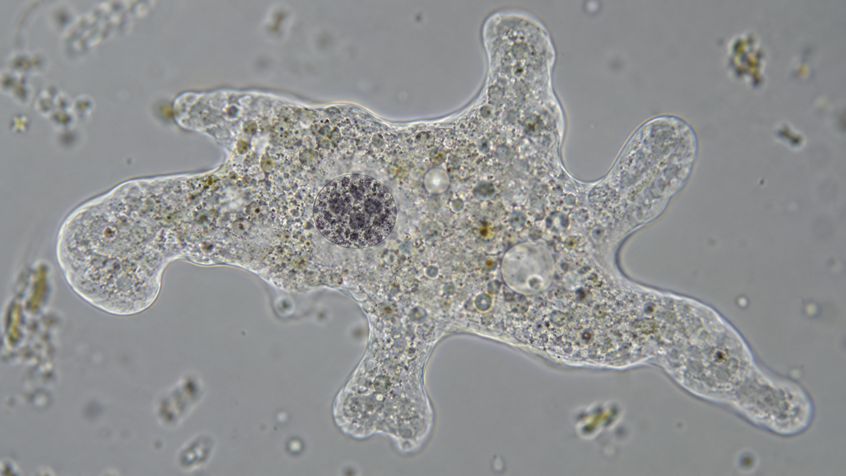 Vue au microscope d’une cellule d’amibe translucide, cytoplasme granuleux et noyau sombre visible.