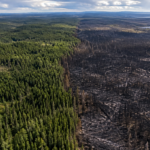 Vue aérienne d’une forêt boréale canadienne coupée en deux par une cicatrice d’incendie noircie.