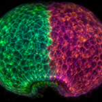 Embryon précoce vu en microscopie de fluorescence, avec deux groupes de cellules colorés différemment de part et d’autre d’une frontière nette.