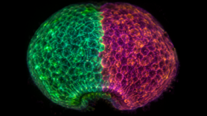 550 millions d’années plus tard, le cerveau humain naît toujours de deux lignées séparées