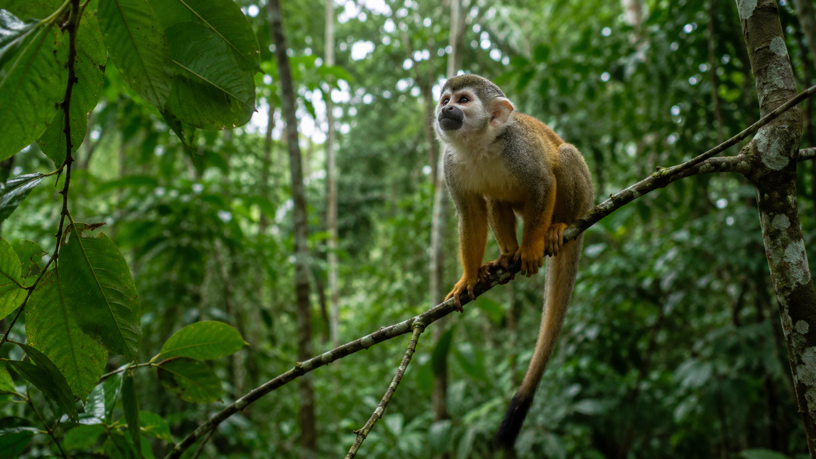 Un singe-écureuil posé sur une fine branche scrute la canopée d’une forêt tropicale d’Amérique du Sud.