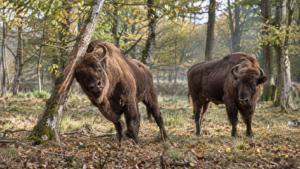 Deux bisons d’Europe dans une clairière de forêt de feuillus, l’un appuyé contre un jeune arbre penché.