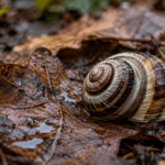 Une coquille d’escargot rubanée posée sur un tapis de feuilles mortes humides, après la pluie.