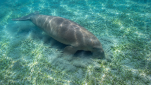 Un dugong broute un herbier peu profond dans une eau turquoise, un panache de sédiment derrière le museau.