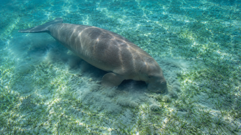 Un dugong broute un herbier peu profond dans une eau turquoise, un panache de sédiment derrière le museau.