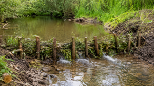 Une ligne de pieux de bois avec des branches de saule tressées barre un petit ruisseau, l’eau s’élargit et ralentit en amont.