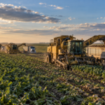 Une longue file de camions agricoles et de machines de récolte travaille un vaste champ de betteraves plat, sous un grand ciel ouvert.