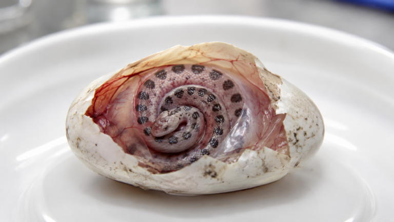 Embryon de serpent enroulé en spirale dans un œuf ouvert, posé sur une coupelle blanche de laboratoire