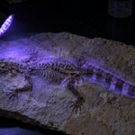Fossile de petit crocodilien dans une dalle calcaire, éclairé par une lampe à ultraviolet qui fait luire des bandes le long de la queue
