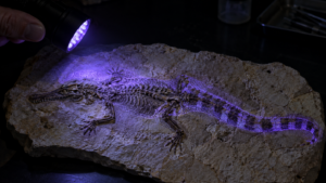 Lampe à UV sur un fossile : la queue rayée d’un crocodile de 125 millions d’années