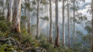 Forêt d’eucalyptus de montagne dans les Alpes australiennes, troncs pâles serrés dans la brume du matin.