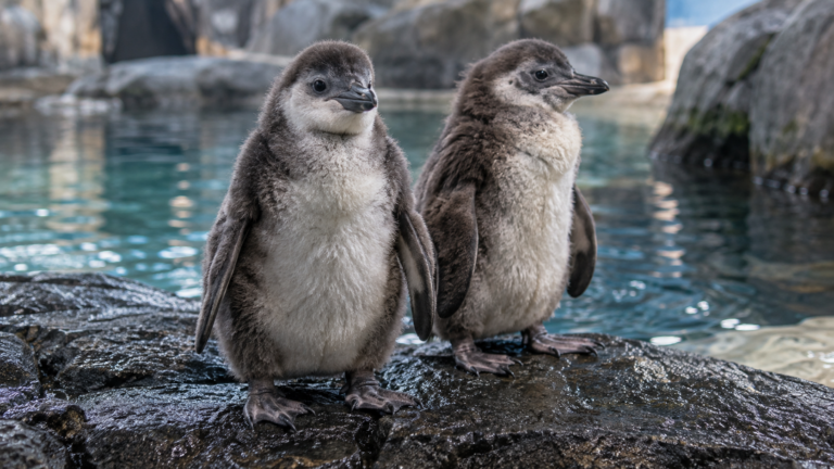 Deux poussins de manchot du Cap au duvet gris, debout sur une roche humide dans un bassin d’aquarium.