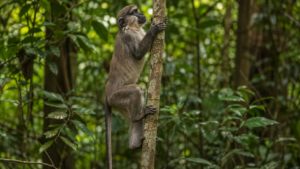 Ces singes grimpent à la verticale avec un pied qui n’est pas fait pour ça