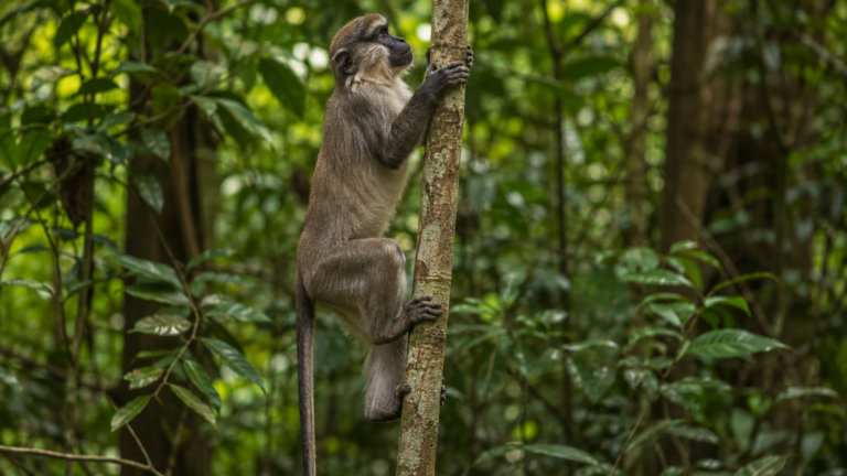 Un mangabey enfumé se hisse le long d’un tronc vertical dans le sous-bois de la forêt de Taï, en Côte d’Ivoire.