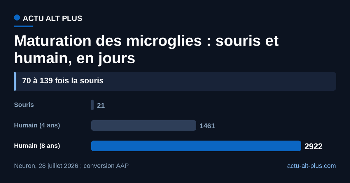 Ramenée en jours, la maturation des microglies humaines dure 70 à 139 fois celle de la souris. Les deux bornes humaines sont estimées par alignement transcriptomique, pas chronométrées sur un cerveau d’enfant.