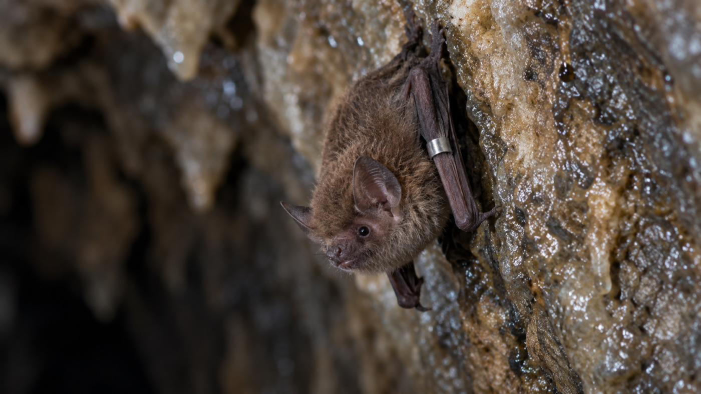 Petite chauve-souris brune accrochée à la paroi humide d’une grotte, une fine bague de métal autour de l’avant-bras.