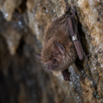Petite chauve-souris brune accrochée à la paroi humide d’une grotte, une fine bague de métal autour de l’avant-bras.